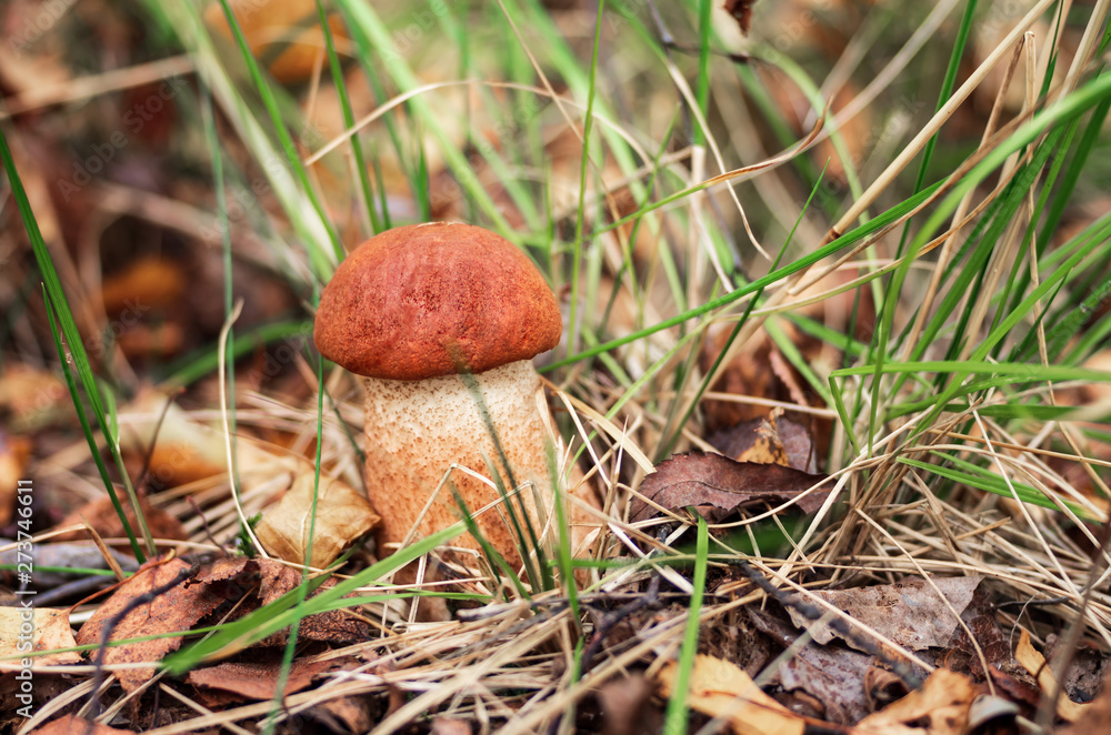Forest mushrooms with an orange hat in the autumn forest. Forest mushrooms with an orange hat in the autumn forest.