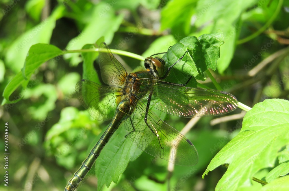 Dragonfly on green leaves in the garden, closeup Dragonfly on green leaves in the garden, closeup