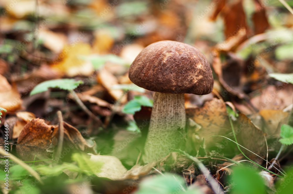 Forest mushrooms in a clearing in green grass. Forest mushrooms in a clearing in green grass.