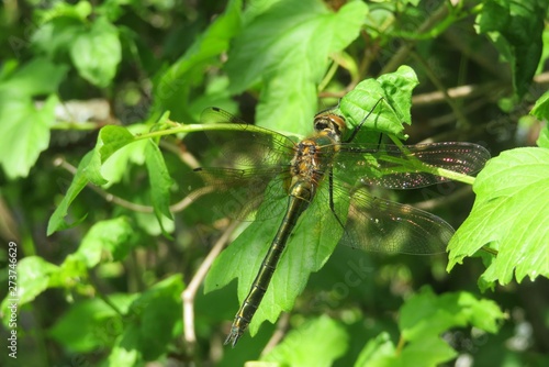 Dragonfly on green leaves in the garden, closeup