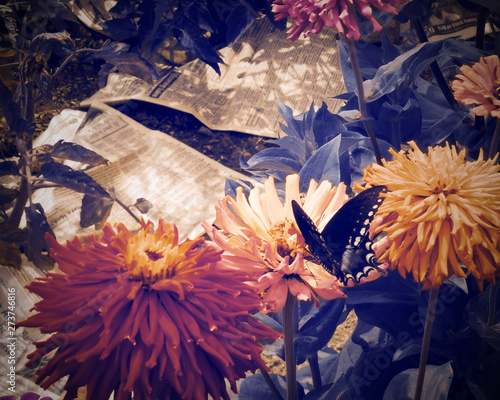 Butterfly Garden