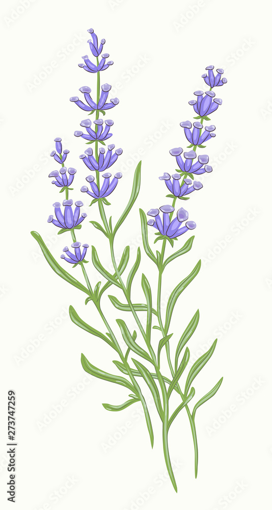 Obraz premium lavender vector flora herbarium Nature summer spring tenderness botany plant grass garden gardener leaves foliage greenery vegetable design meadow herbaceous vegetation