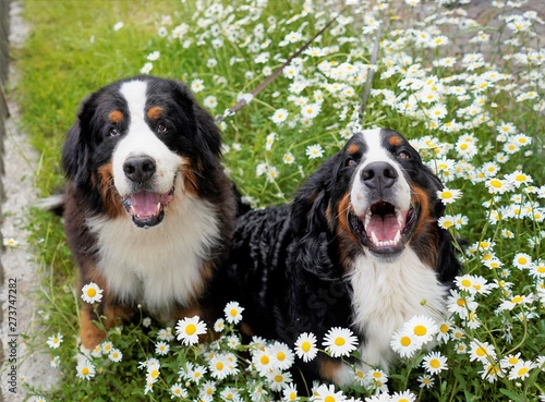 An adult and nine months old Bernese Mountain Dogs, looking very happy, sitting in the meadow with daisies, looking at the camera. 
