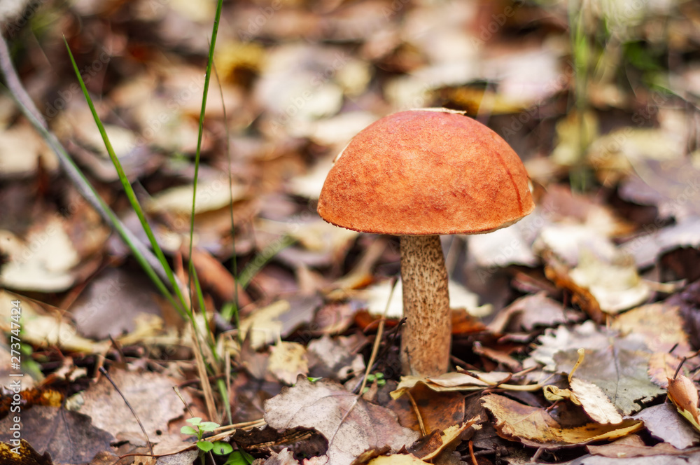 Mushroom season in the forest. Fallen leaves, autumn forest. Mushroom season in the forest. Fallen leaves, autumn forest.