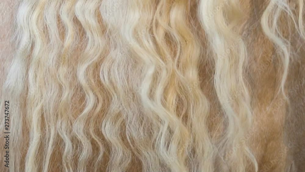 Curly horse mane closeup, slow-motion Curly horse mane closeup, slow-motion