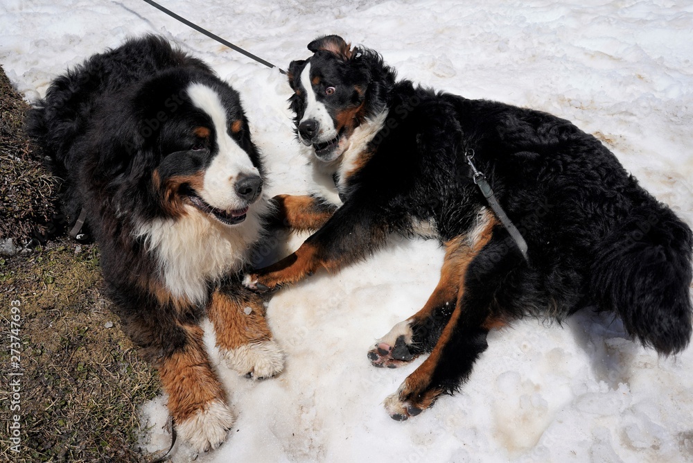 Adult and puppy Bernese Mountain Dogs on the snow. Adult lying, nine months old puppy rolling, looking with adult. Dolomites, Italy