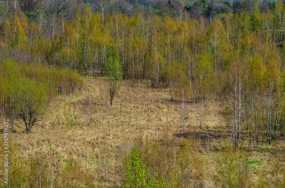 Natural spring background. Trees on a meadow in the forest. Natural spring background. Trees on a meadow in the forest.
