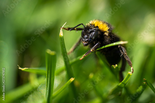 Nasse Biene trocknet sich im grünen Gras