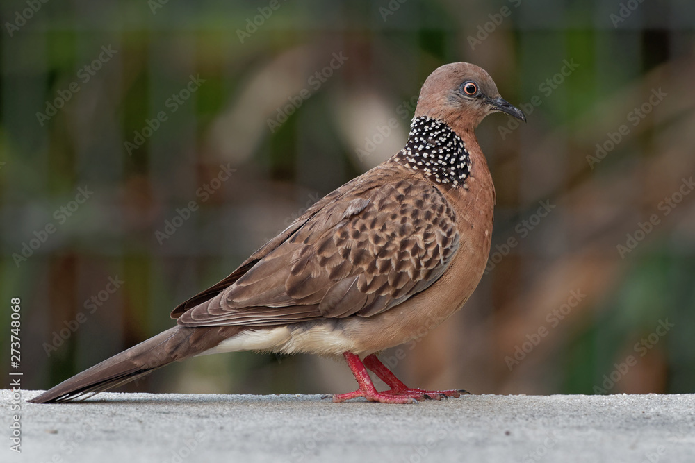 Spotted Dove - Streptopelia (Spilopelia ) chinensis small long-tailed pigeon, also known as mountain dove, pearl-necked dove, lace-necked dove, or spotted turtle-dove Spotted Dove - Streptopelia (Spilopelia ) chinensis small long-tailed pigeon, also known as mountain dove, pearl-necked dove, lace-necked dove, or spotted turtle-dove