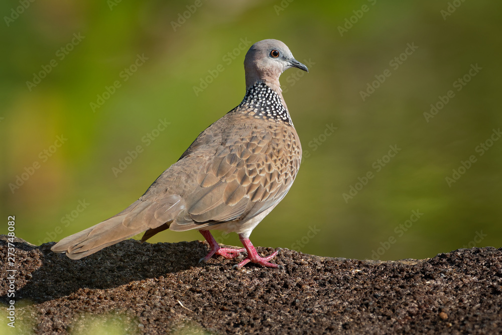 Spotted Dove - Streptopelia (Spilopelia ) chinensis small long-tailed pigeon, also known as mountain dove, pearl-necked dove, lace-necked dove, or spotted turtle-dove