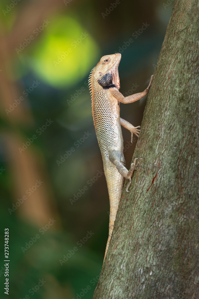 Fototapeta premium Oriental Garden Lizard - Calotes versicolor or eastern garden lizard, bloodsucker or changeable lizard is an agamid lizard found widely distributed in indo-Malaya