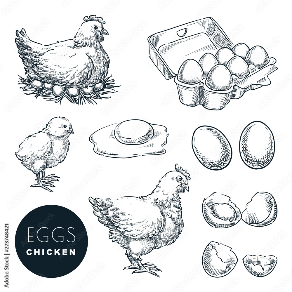 Raw chicken sketch icon Royalty Free Vector Image