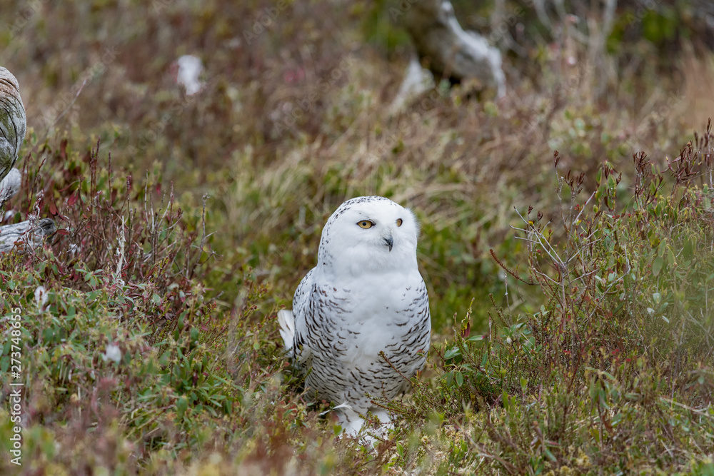 Snowy owl in tundra of Newfoundland Snowy owl in tundra of Newfoundland