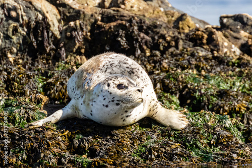 Harbour seal (Phoca vitulina), British Columbia, Canada © Andy Wilcock