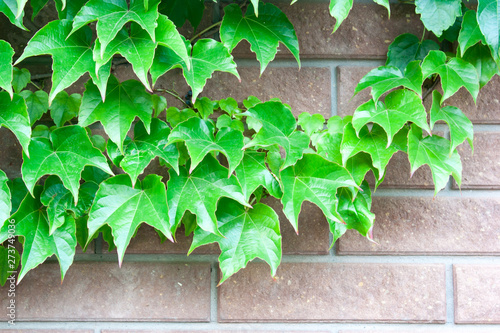 Wild grape leaves on the wall