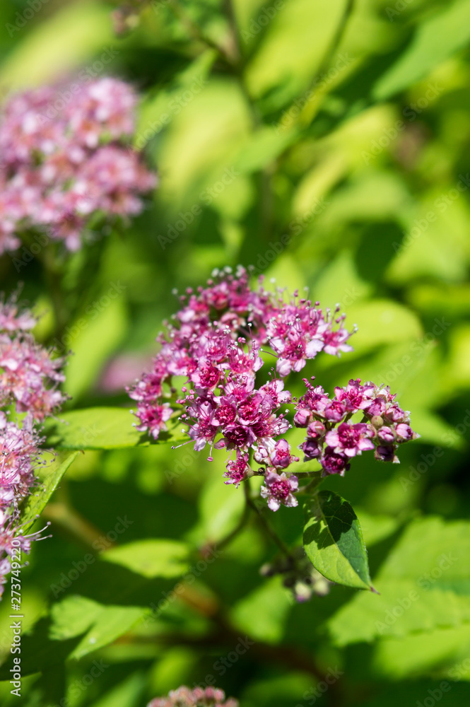 Spirea - flowering shrub. Pink flower bush, close up. Spirea - flowering shrub. Pink flower bush, close up.