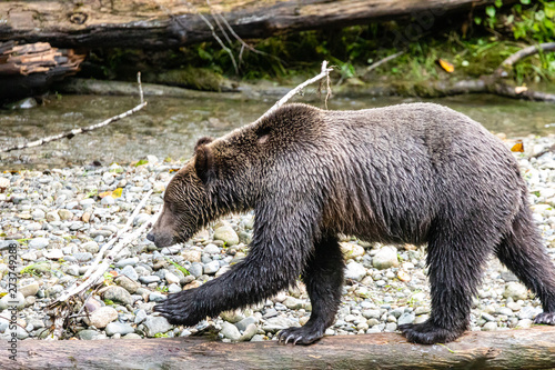 Grizzly Bear (Ursus artos horribilis) on the river bank, British Columbia, Canada