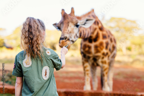 Photography Cute little girl feeding giraffes in Africa