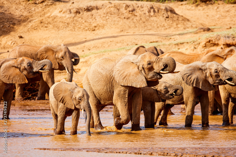 Wild elephants in Africa