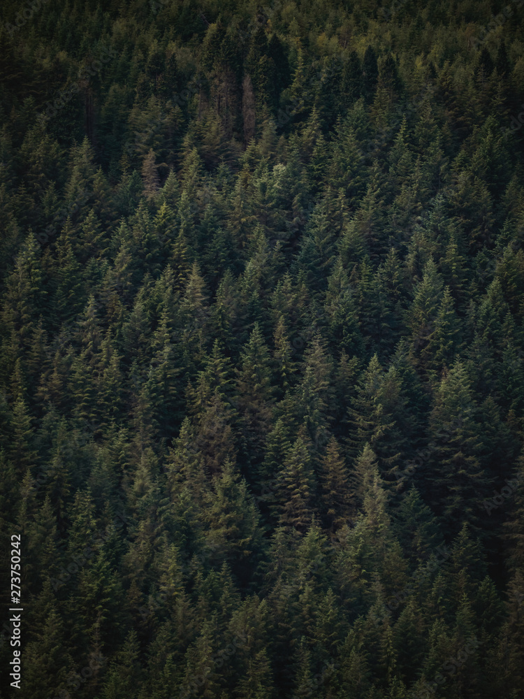 Pine tree forest dark pattern Pine tree forest dark pattern