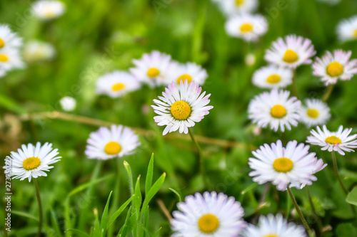 Chamomile flowers