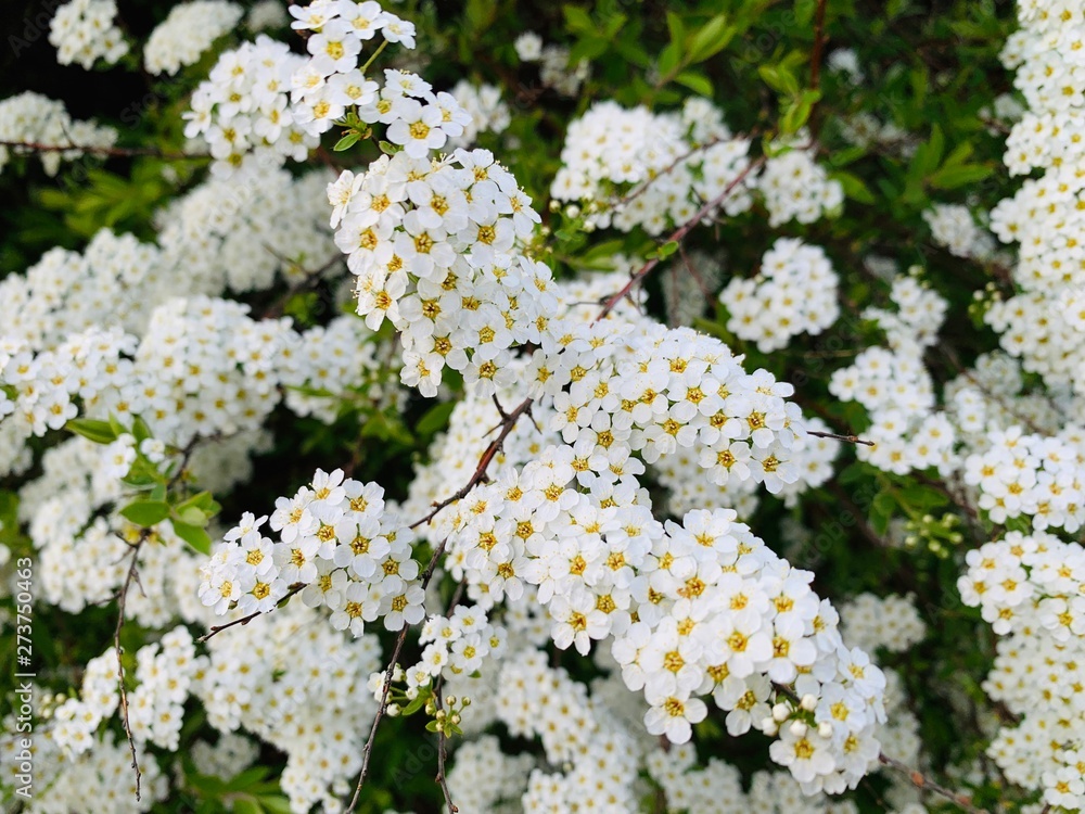 Flowering Bush with white flowers Flowering Bush with white flowers
