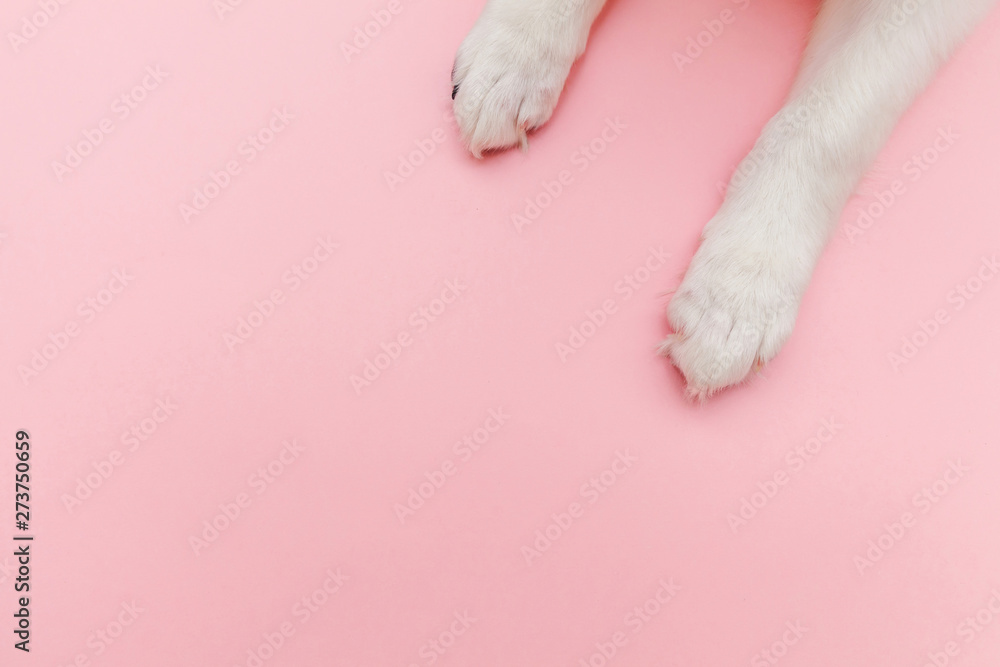 Puppy dog white paws isolated on pink pastel trendy background. Pet care and animals concept. Dog foot leg overhead top view. Flat lay copy space Puppy dog white paws isolated on pink pastel trendy background. Pet care and animals concept. Dog foot leg overhead top view. Flat lay copy space