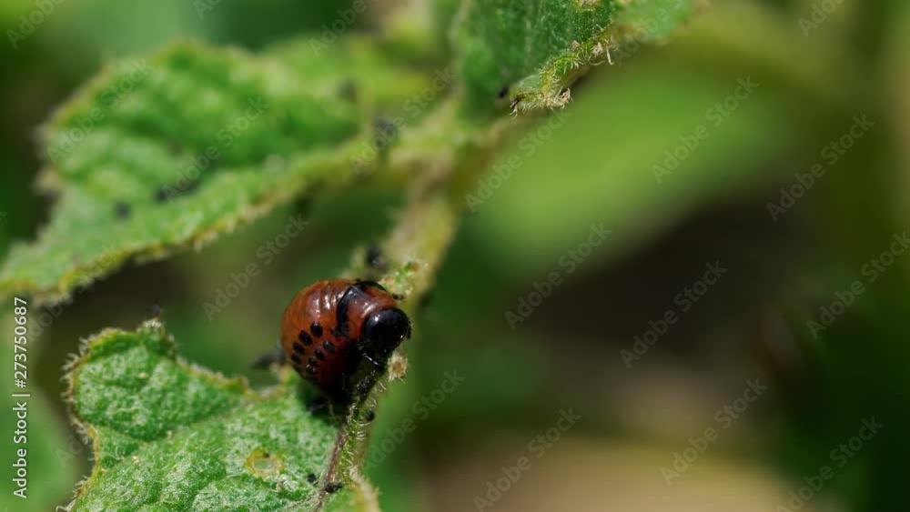 Larvae of Colorado Potato Beetle (Leptinotarsa decemlineata) - (4K) Larvae of Colorado Potato Beetle (Leptinotarsa decemlineata) - (4K)