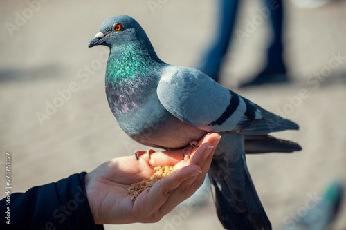 Woman feeding hungry pigeon with wheat grains in her hand