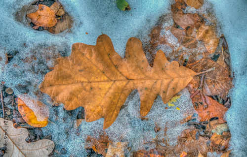 Autumn leaves in forest