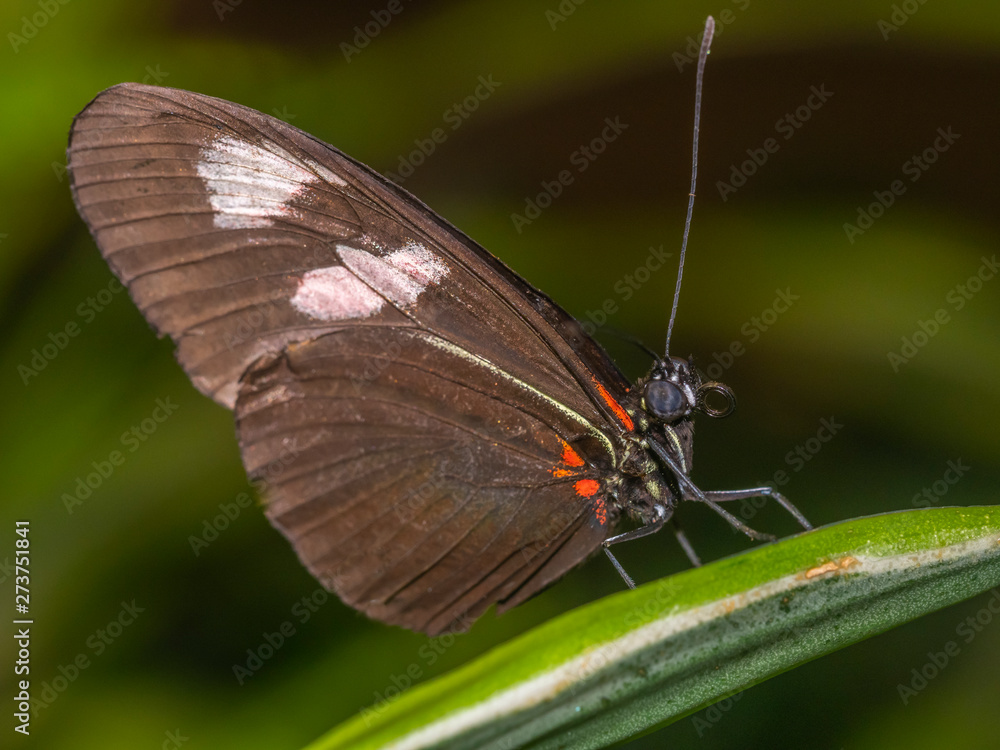 Common Rose butterflly; Pachliopta aristolochiae; Common Rose butterflly; Pachliopta aristolochiae;