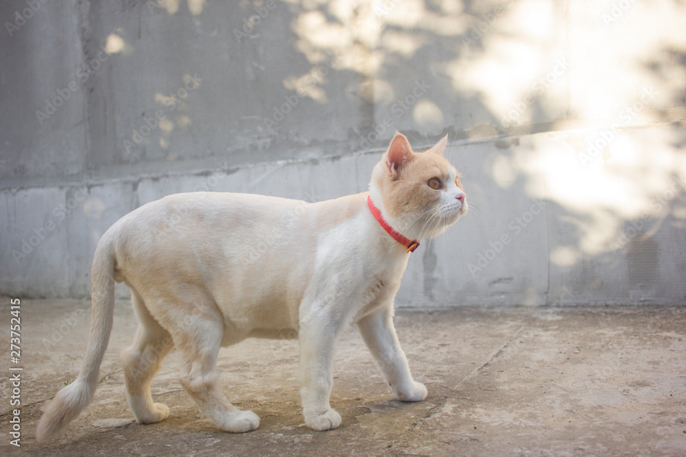 trimmed scottish straight-eared lop cat red white