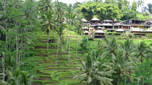 Rizières Bali