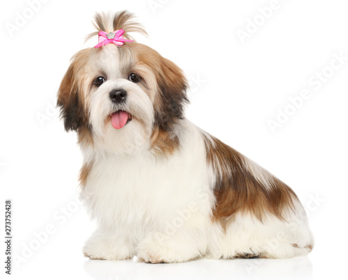 Happy Shitzu dog puppy on a white background