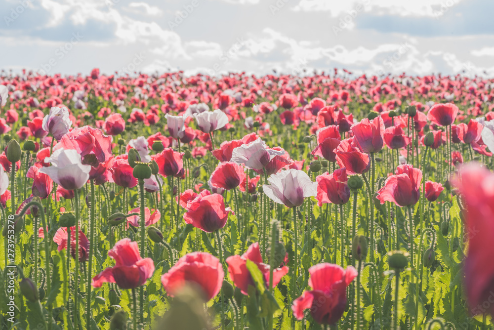 Obraz premium Poppy field with red and white poppies with cloudy sky in the background. The photo is taken in sunshine. The picture can be used as a wall decoration in the wellness and spa area