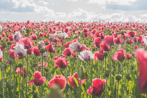 Fototapeta Naklejka Na Ścianę i Meble -  Poppy field with red and white poppies with cloudy sky in the background. The photo is taken in sunshine. The picture can be used as a wall decoration in the wellness and spa area