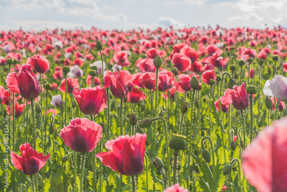 Fototapeta premium Poppy field with red and white poppies with cloudy sky in the background. The photo is taken in sunshine. The picture can be used as a wall decoration in the wellness and spa area