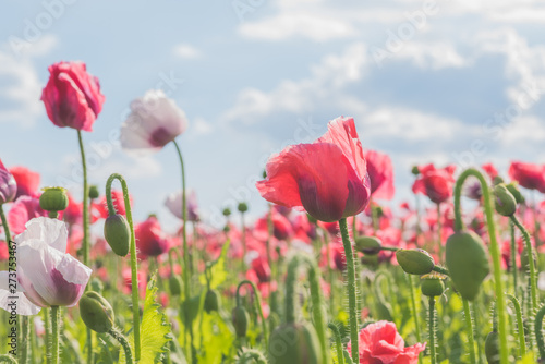 Poppy field with red and white poppies with cloudy sky in the background. The photo is taken in sunshine. The picture can be used as a wall decoration in the wellness and spa area © JürgenBauerPictures