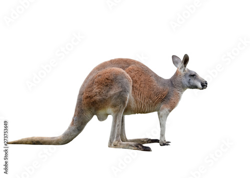 Male kangaroo isolated on white background. Big kangaroo full lengths, side view. The kangaroo preparing to jump
