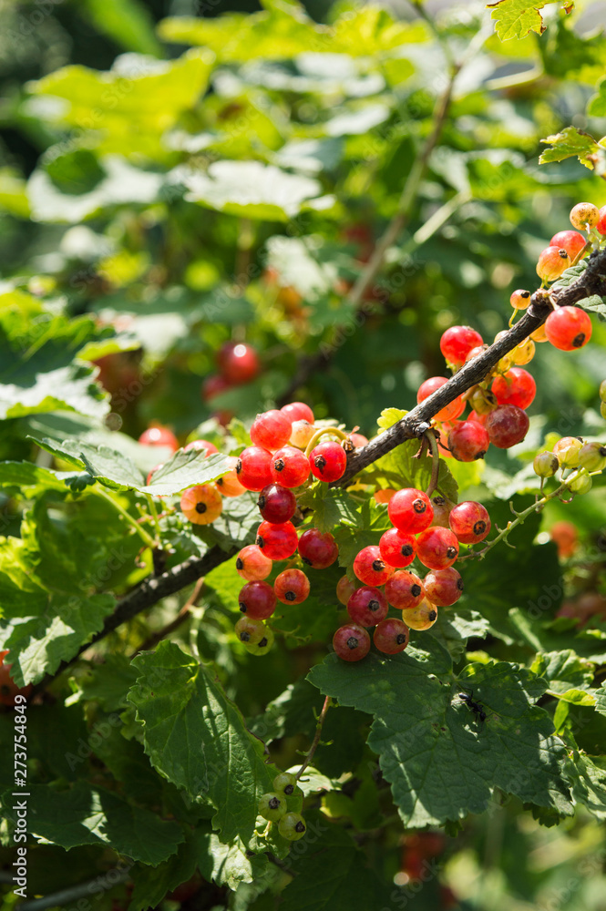 Redcurrants on the bush branch in the garden. Healthy organic food. Redcurrants on the bush branch in the garden. Healthy organic food.