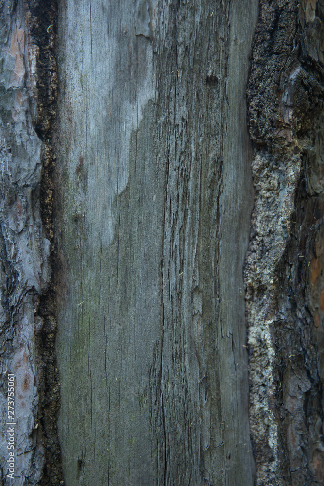 Obraz premium dry old tree bark vertical