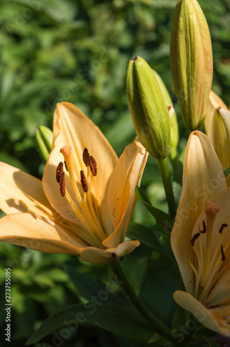 Beautiful orange yellow lilies flowers with bud close up.