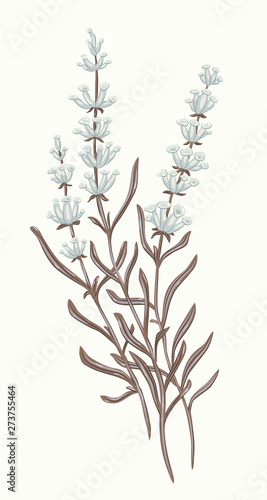lavender vector flora herbarium Nature summer spring tenderness botany plant grass garden gardener leaves foliage greenery vegetable design meadow herbaceous vegetation