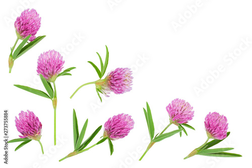 Clover or trefoil flower medicinal herbs isolated on white background with copy space for your text. Top view. Flat lay