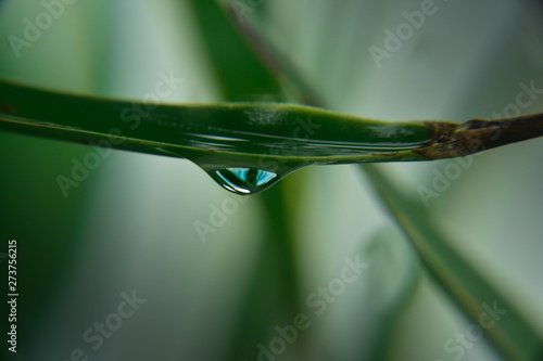 water drop on a leaf macro view