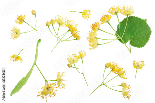 Linden flowers with leaf isolated on white background. Top view. Flat lay.
