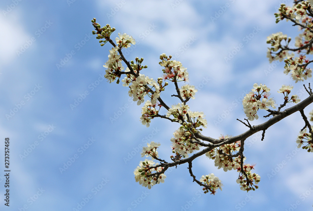 Pear tree branch with white blossom Pear tree branch with white blossom