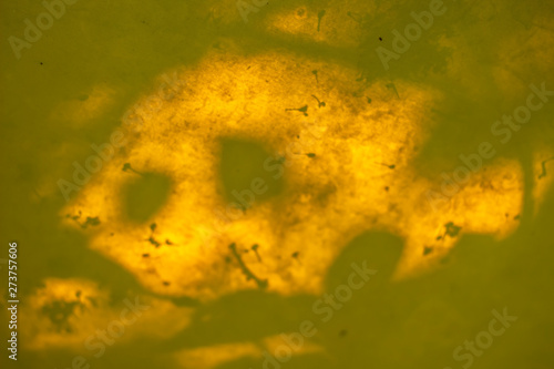 Fototapeta Naklejka Na Ścianę i Meble -   Fish on a yellow background. Fish skull, fish contours