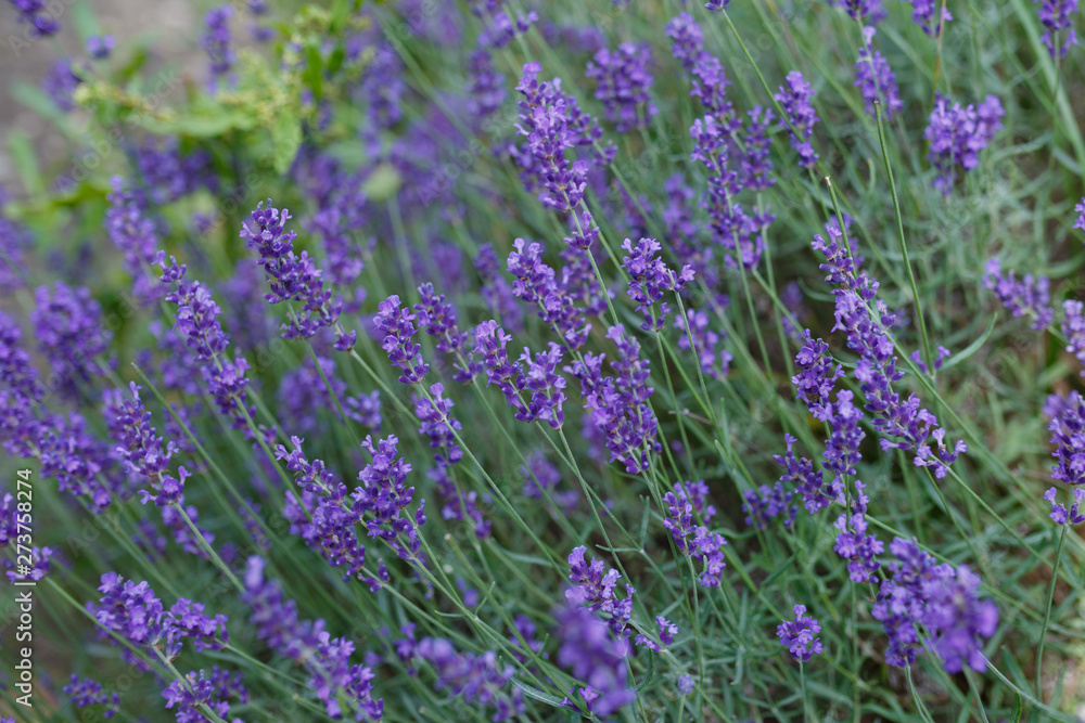 Fototapeta premium Lavender flowers blooming. Purple field flowers background. Tender lavender flowers