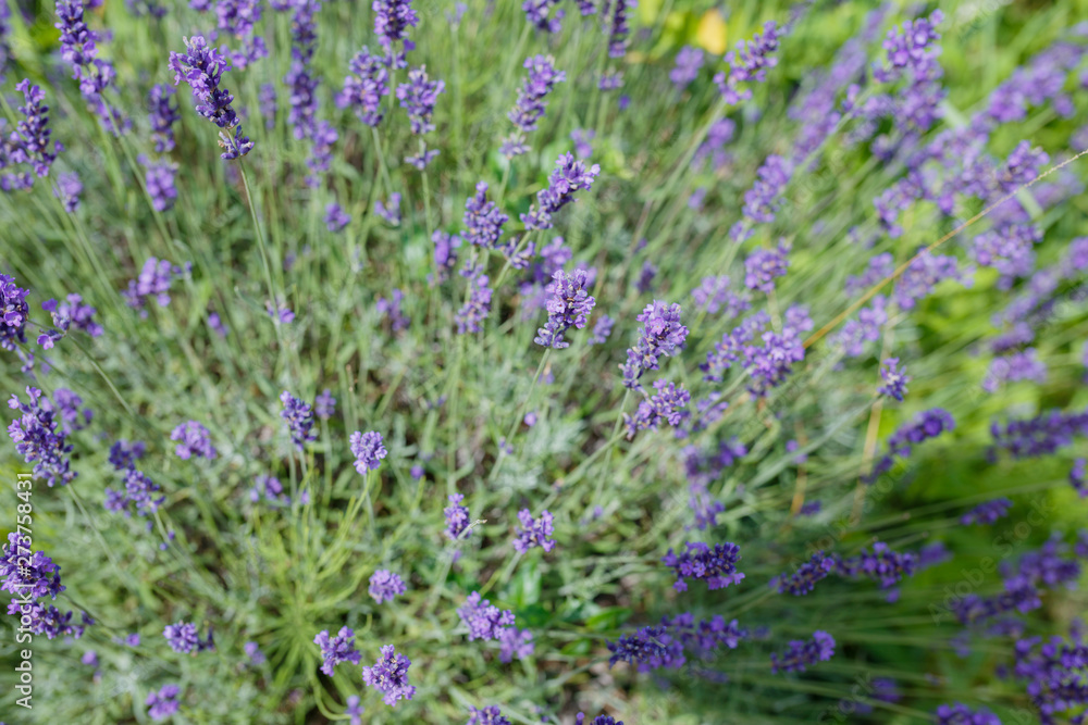 Lavender flowers blooming. Purple field flowers background. Tender lavender flowers Lavender flowers blooming. Purple field flowers background. Tender lavender flowers